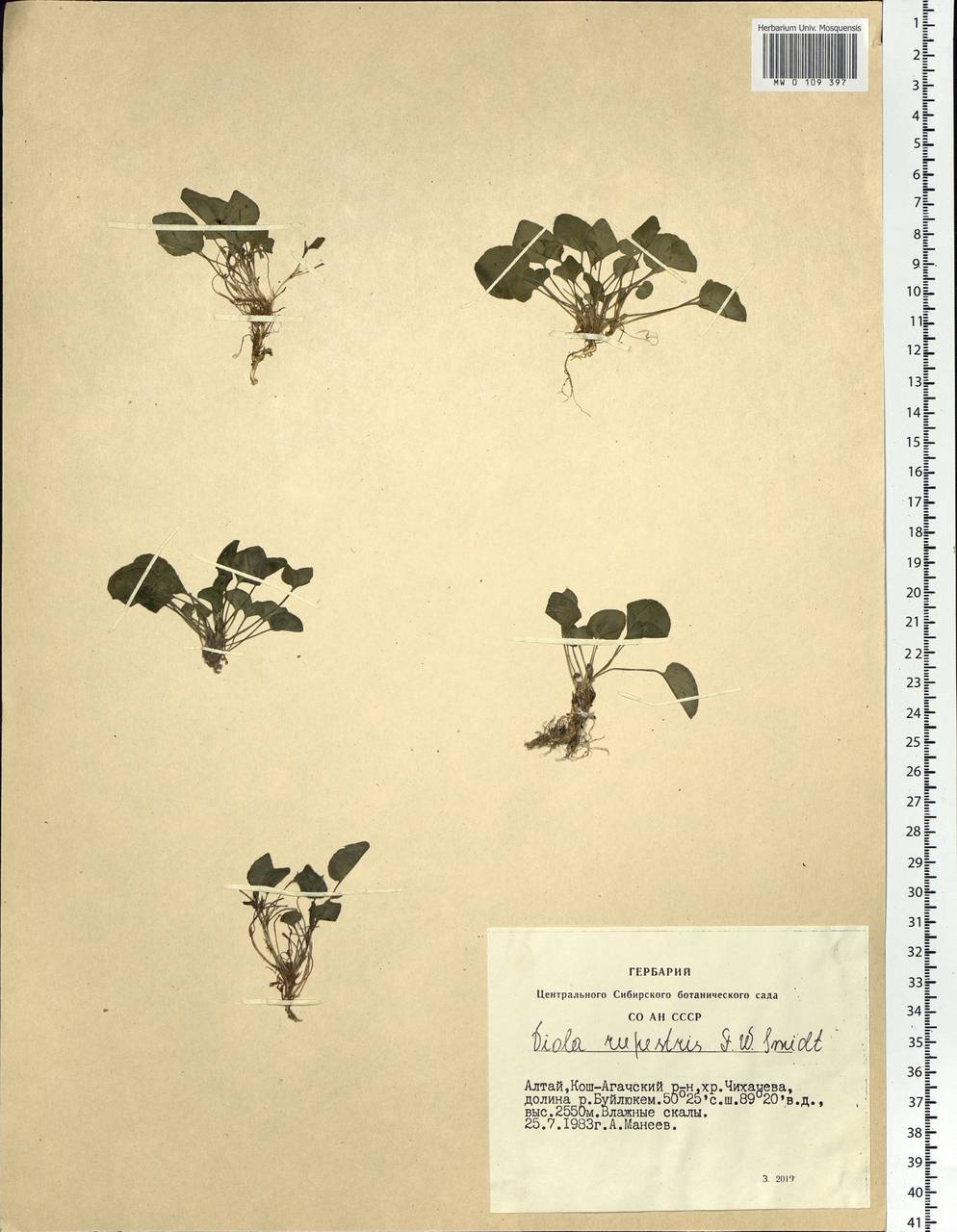 Viola rupestris F. W. Schmidt, Siberia, Altai & Sayany Mountains (S2) (Russia)