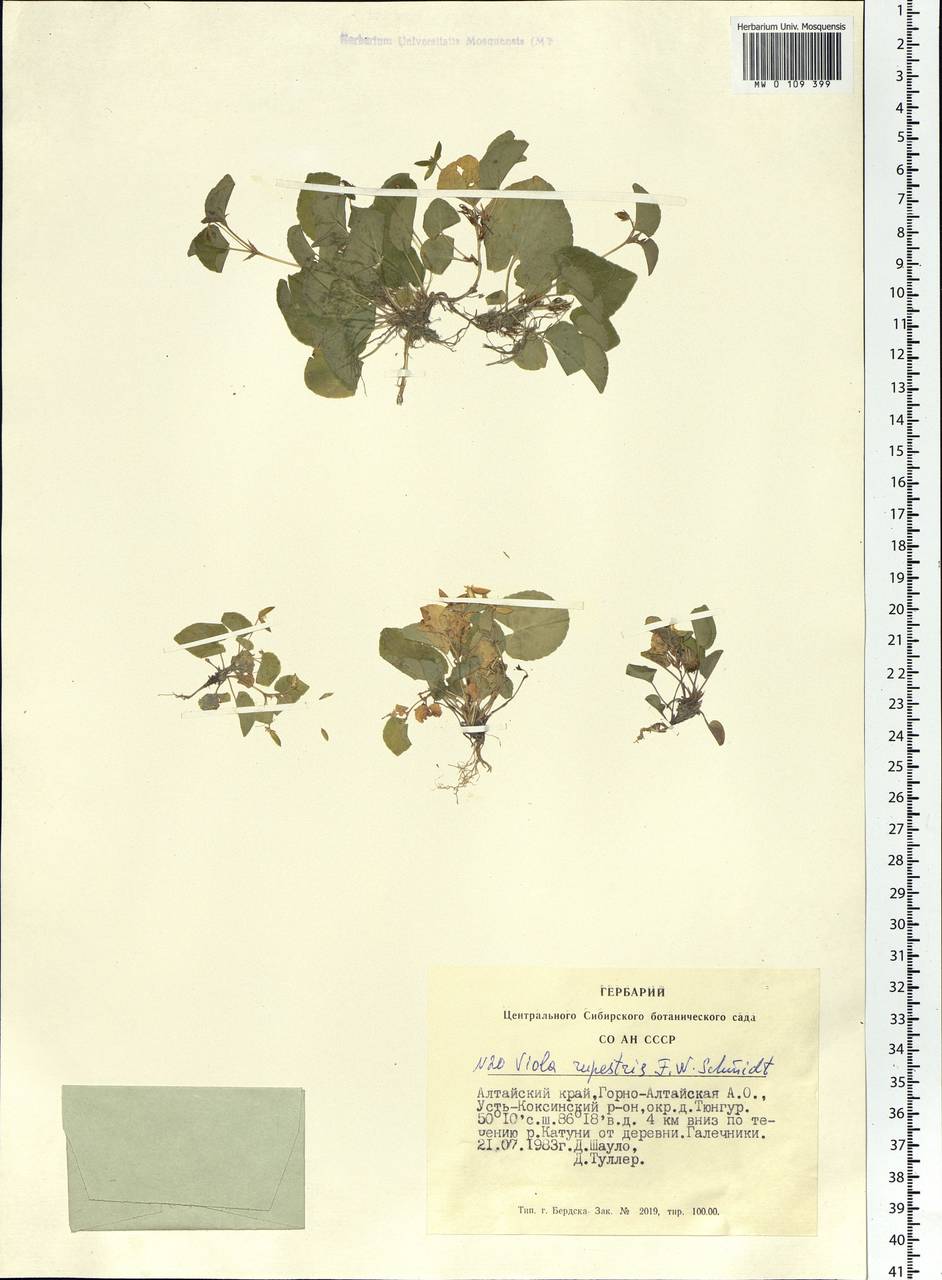 Viola rupestris F. W. Schmidt, Siberia, Altai & Sayany Mountains (S2) (Russia)