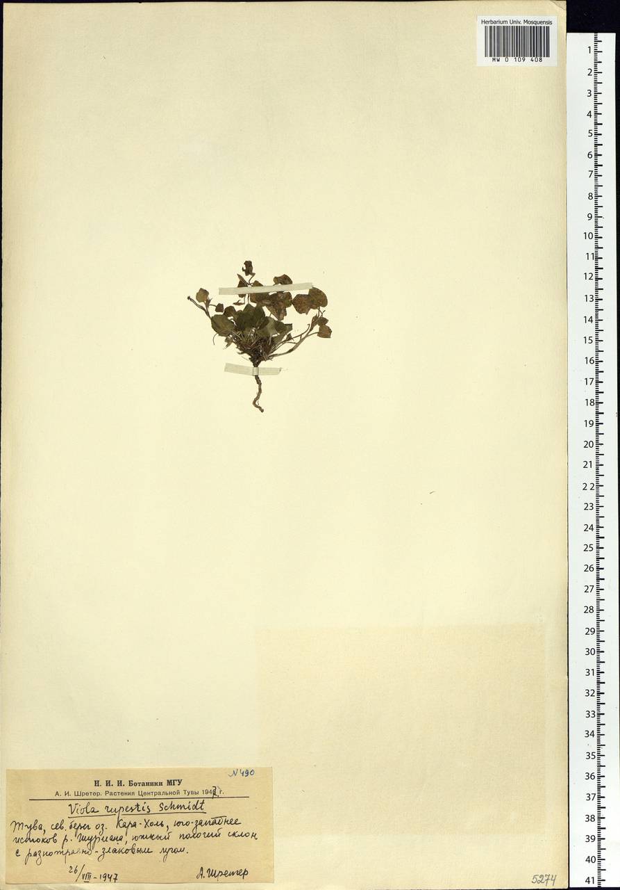 Viola rupestris F. W. Schmidt, Siberia, Altai & Sayany Mountains (S2) (Russia)