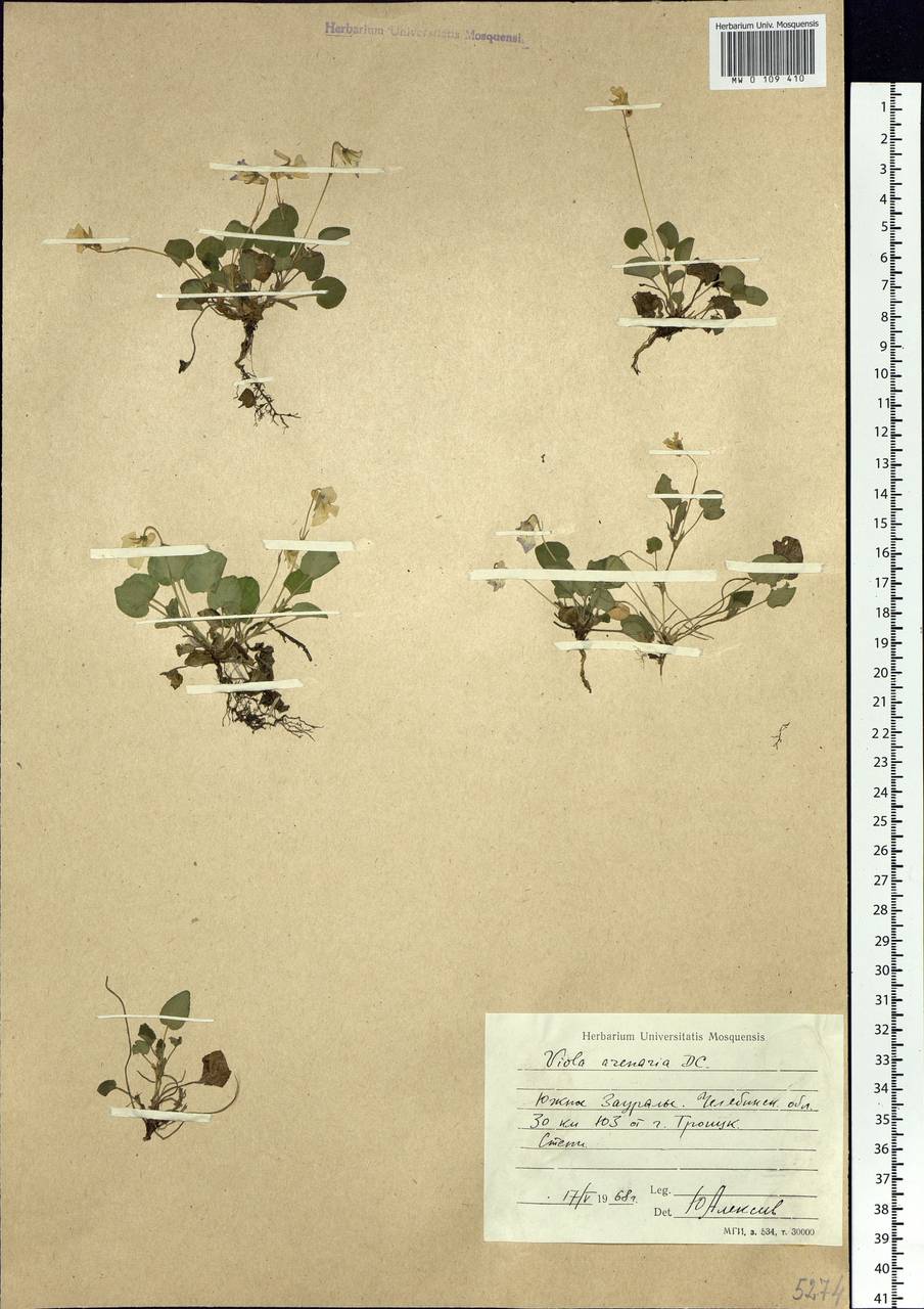 Viola rupestris F. W. Schmidt, Eastern Europe, Eastern region (E10) (Russia)