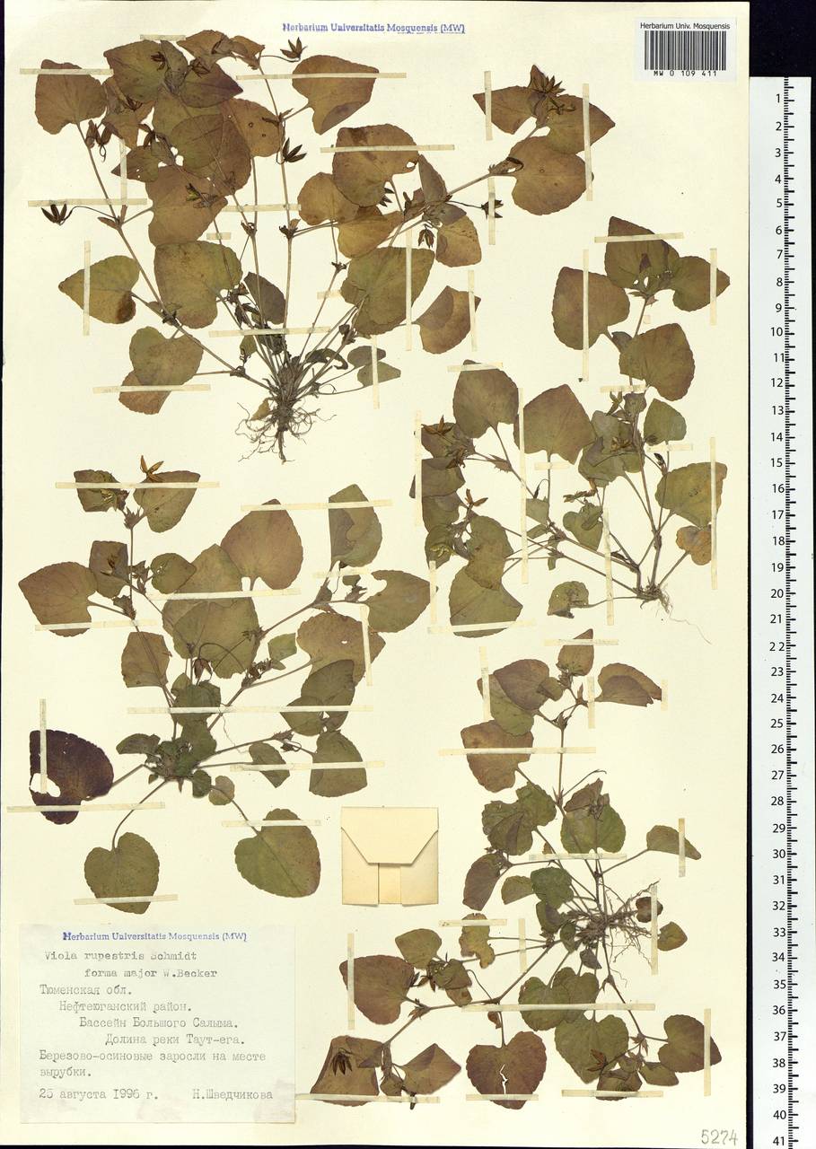 Viola rupestris F. W. Schmidt, Siberia, Western Siberia (S1) (Russia)