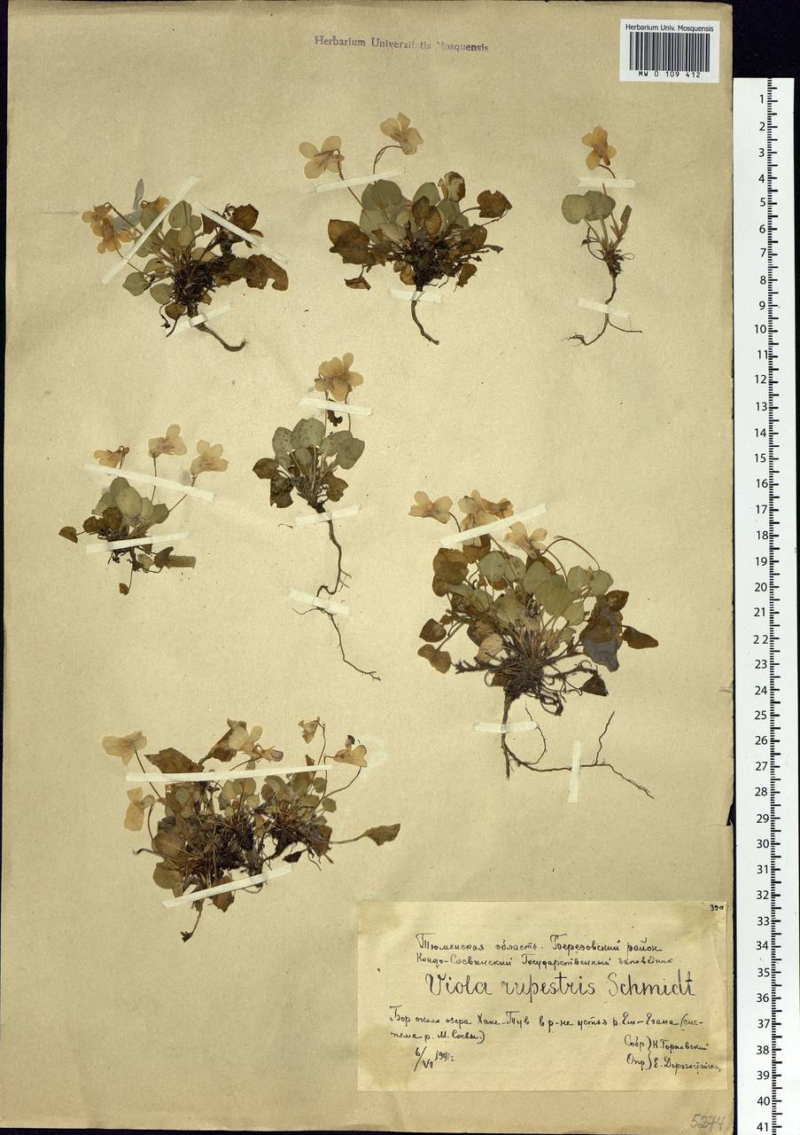 Viola rupestris F. W. Schmidt, Siberia, Western Siberia (S1) (Russia)