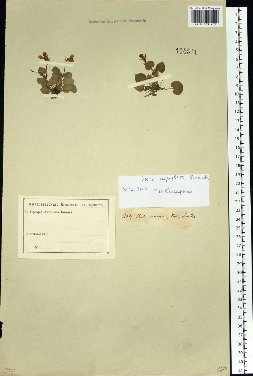 Viola rupestris F. W. Schmidt, Siberia, Western Siberia (S1) (Russia)