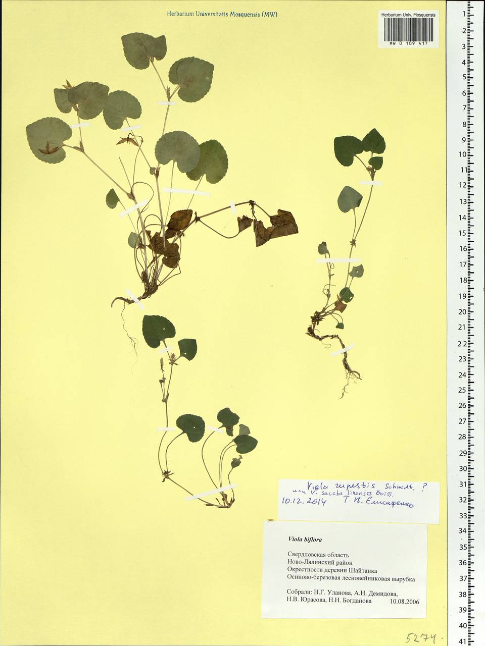 Viola rupestris F. W. Schmidt, Eastern Europe, Eastern region (E10) (Russia)