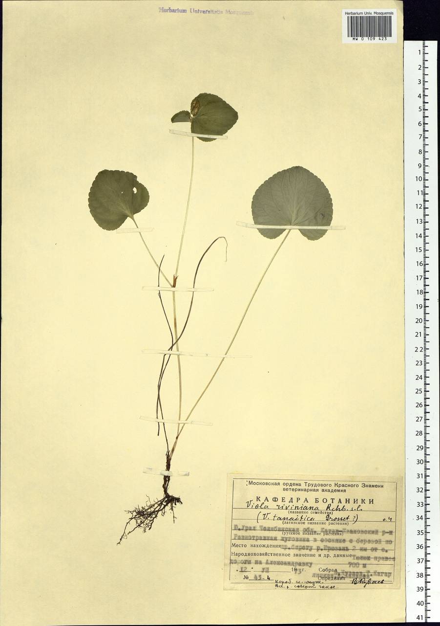 Viola riviniana Rchb., Eastern Europe, Eastern region (E10) (Russia)