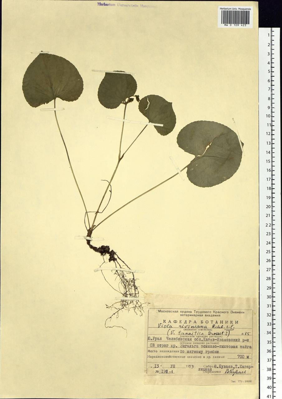 Viola riviniana Rchb., Eastern Europe, Eastern region (E10) (Russia)