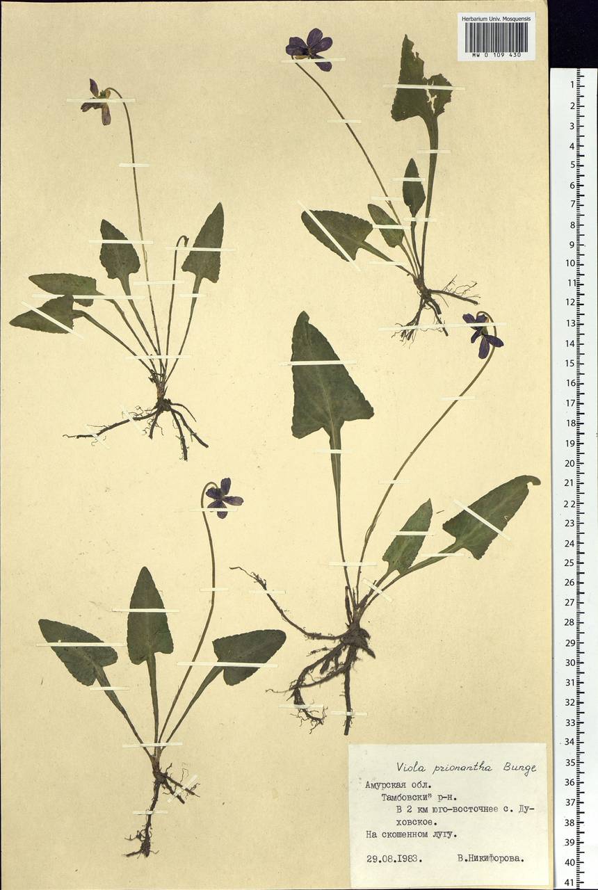 Viola prionantha Bunge, Siberia, Russian Far East (S6) (Russia)