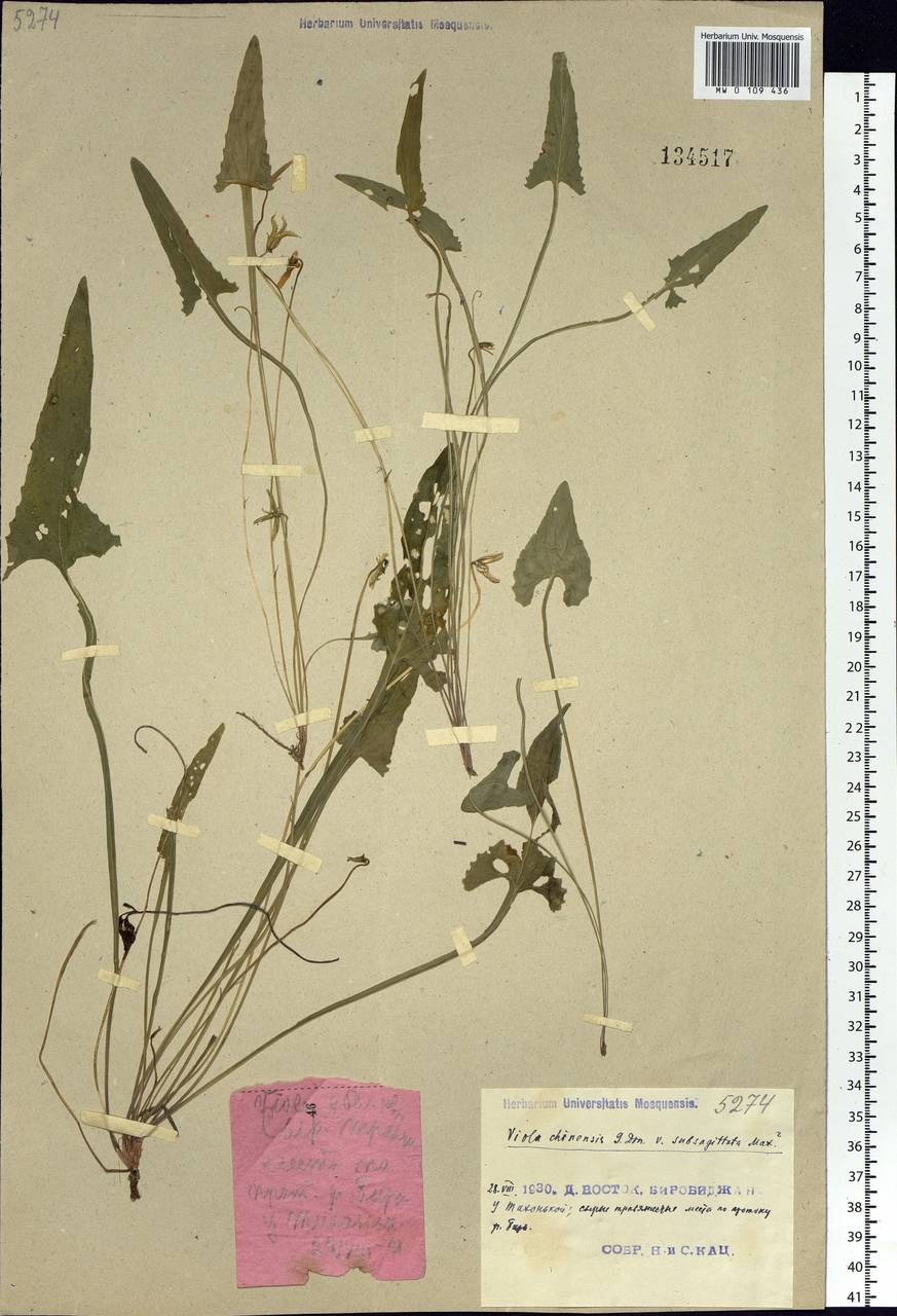 Viola prionantha Bunge, Siberia, Russian Far East (S6) (Russia)