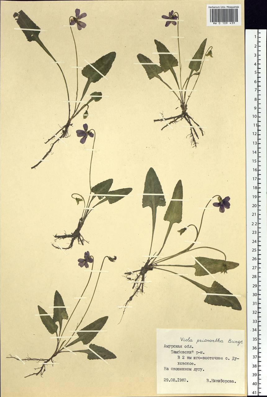 Viola prionantha Bunge, Siberia, Russian Far East (S6) (Russia)