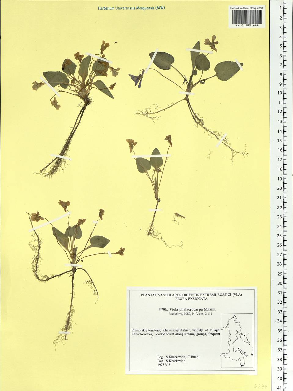 Viola phalacrocarpa Maxim., Siberia, Russian Far East (S6) (Russia)