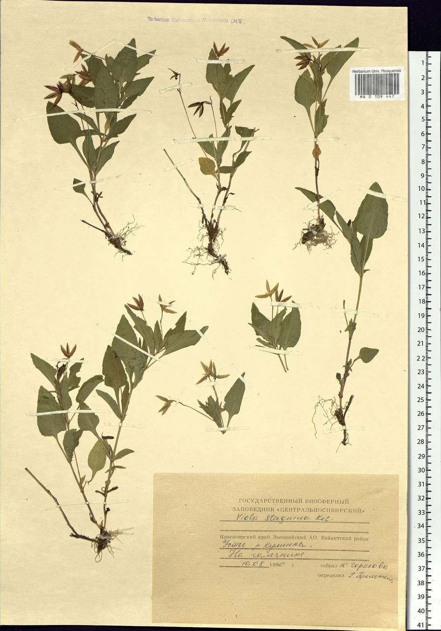 Viola stagnina Kit., Siberia, Central Siberia (S3) (Russia)