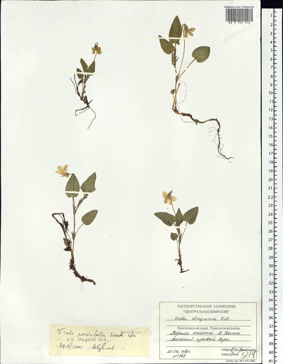 Viola stagnina Kit., Siberia, Central Siberia (S3) (Russia)