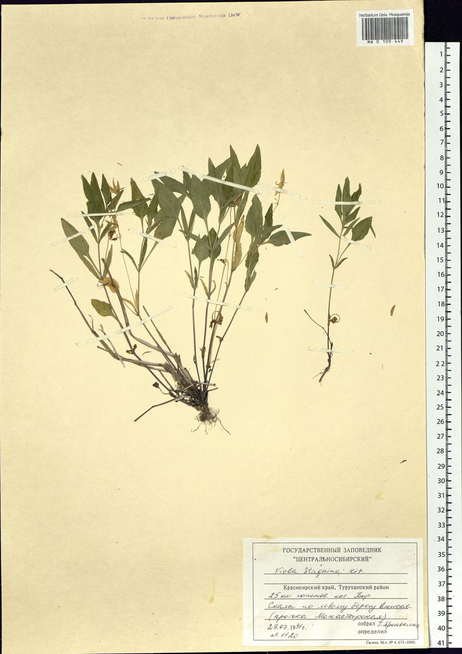 Viola stagnina Kit., Siberia, Central Siberia (S3) (Russia)
