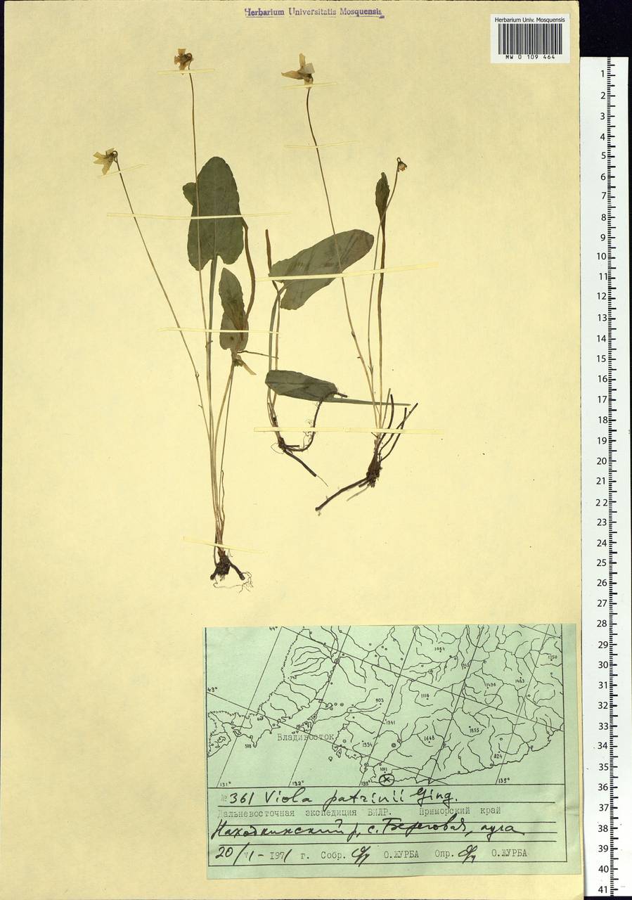 Viola patrinii Ging., Siberia, Russian Far East (S6) (Russia)