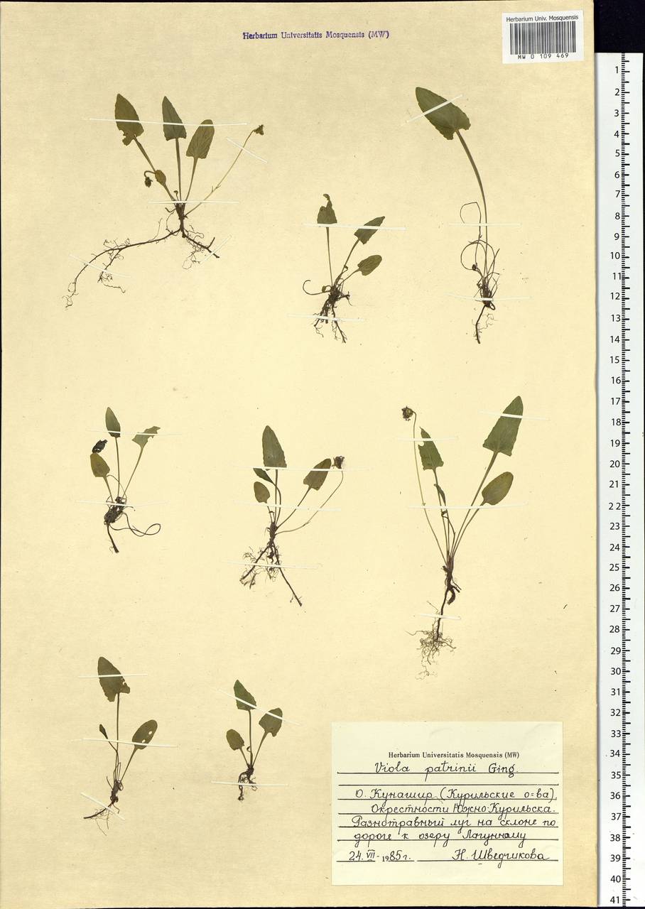 Viola patrinii Ging., Siberia, Russian Far East (S6) (Russia)