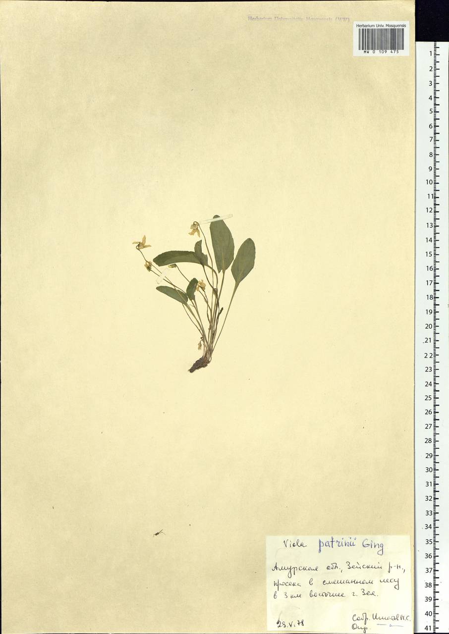 Viola patrinii Ging., Siberia, Russian Far East (S6) (Russia)