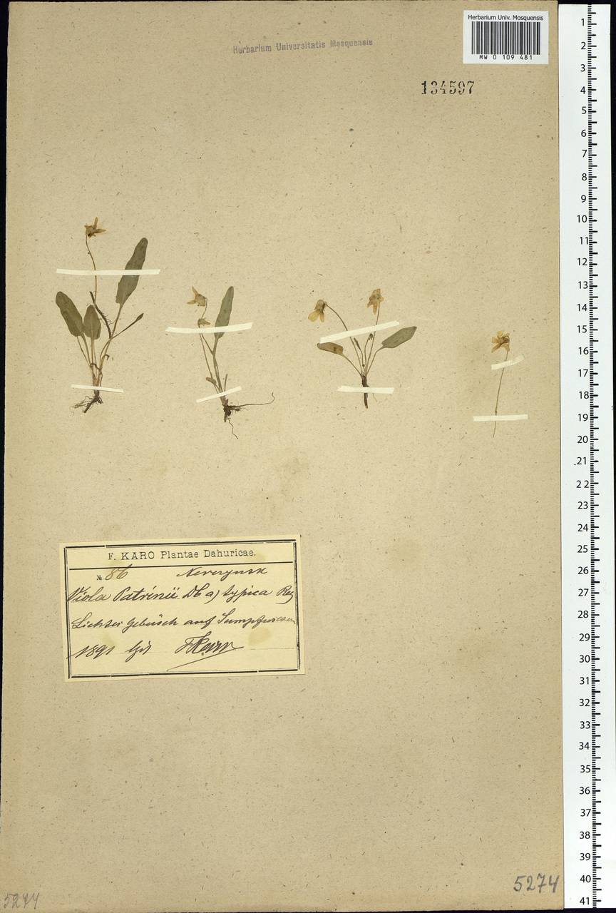 Viola patrinii Ging., Siberia, Baikal & Transbaikal region (S4) (Russia)