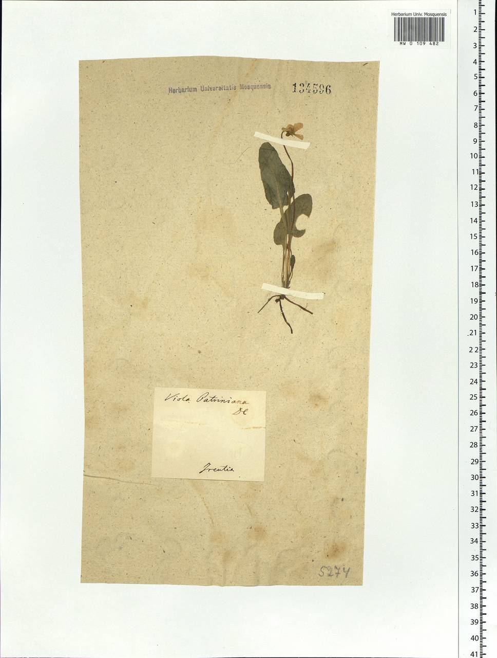 Viola patrinii Ging., Siberia, Baikal & Transbaikal region (S4) (Russia)