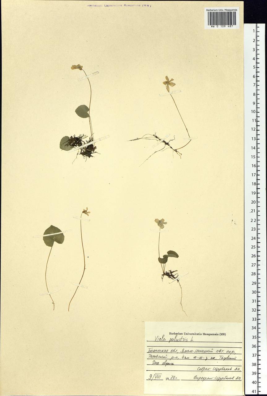 Viola palustris L., Siberia, Western Siberia (S1) (Russia)