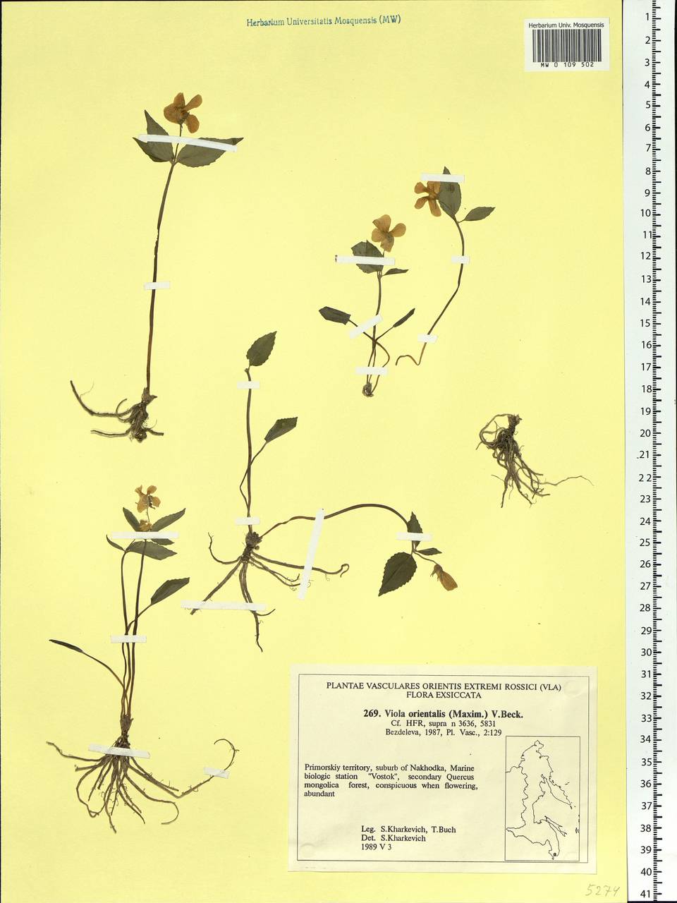 Viola orientalis (Maxim.) W. Becker, Siberia, Russian Far East (S6) (Russia)