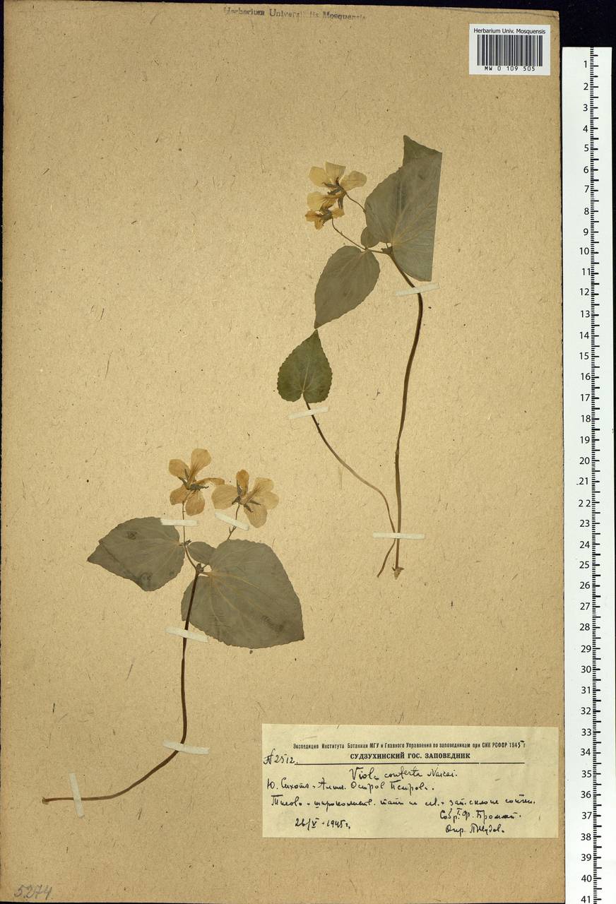 Viola orientalis (Maxim.) W. Becker, Siberia, Russian Far East (S6) (Russia)