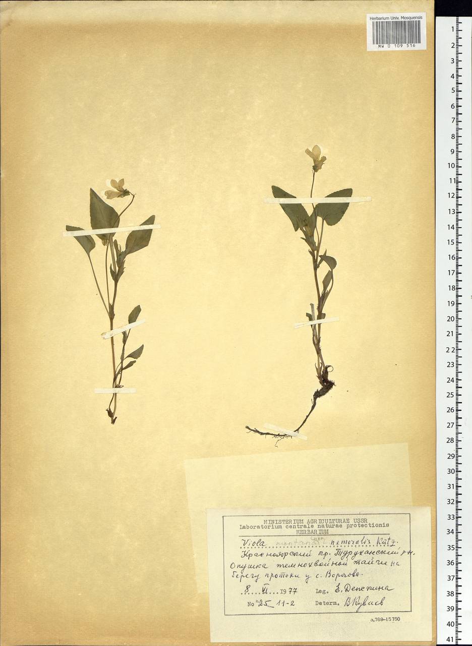 Viola elatior Fries, Siberia, Central Siberia (S3) (Russia)
