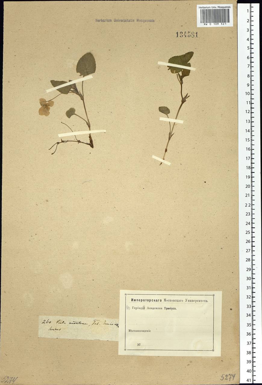Viola elatior Fr., Siberia, Western Siberia (S1) (Russia)