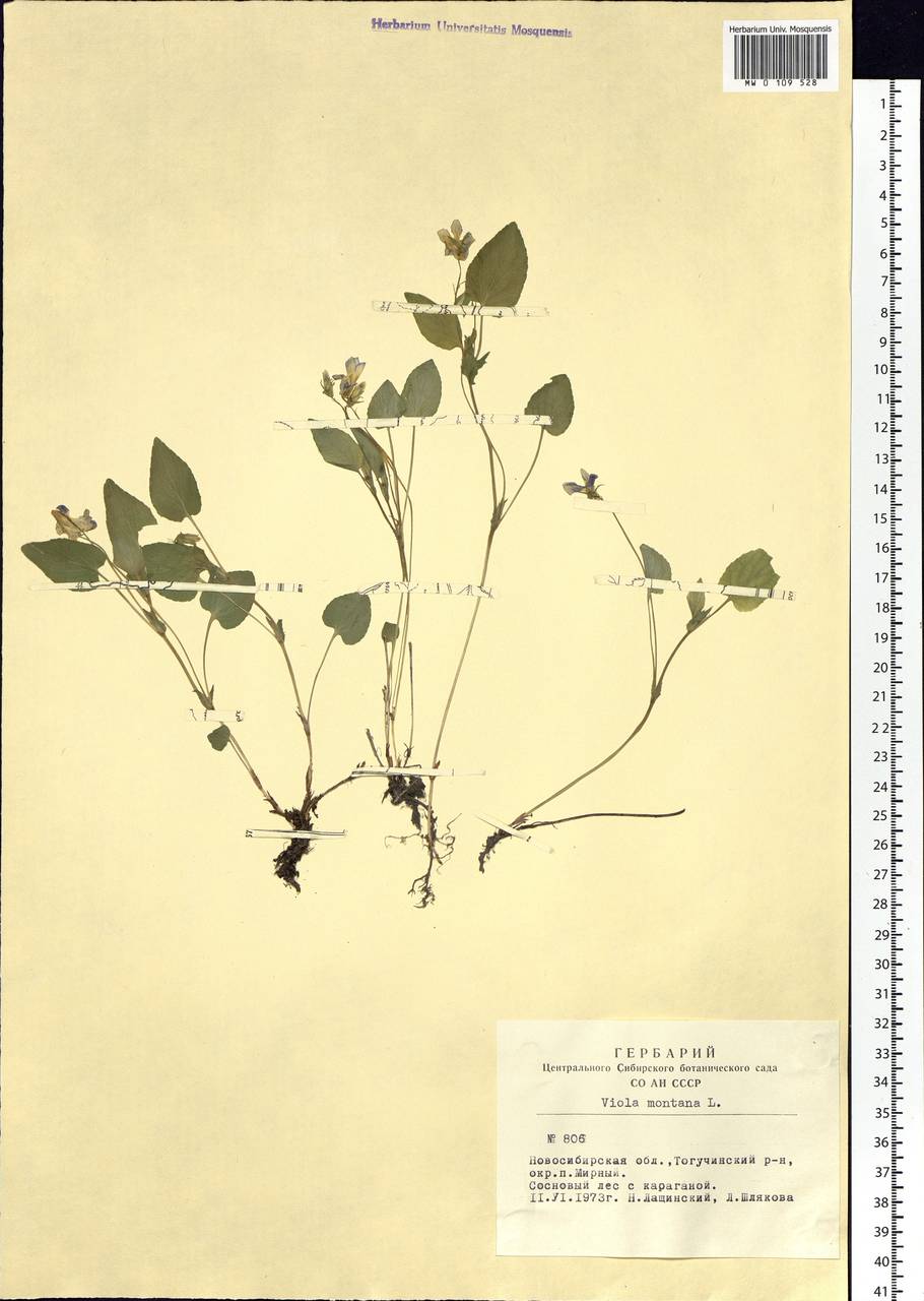 Viola elatior Fries, Siberia, Western Siberia (S1) (Russia)