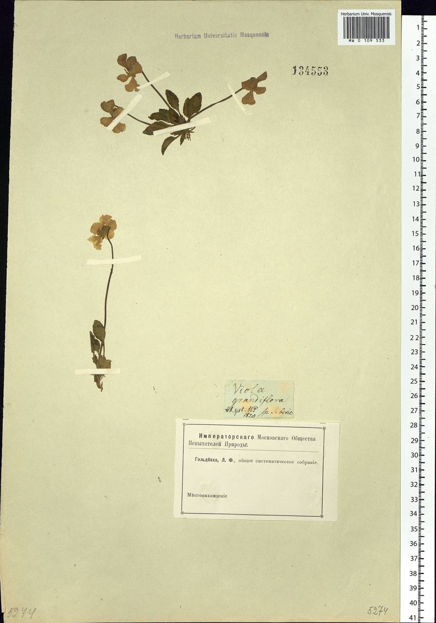 Viola altaica Ker Gawl., Siberia (no precise locality) (S0) (Russia)