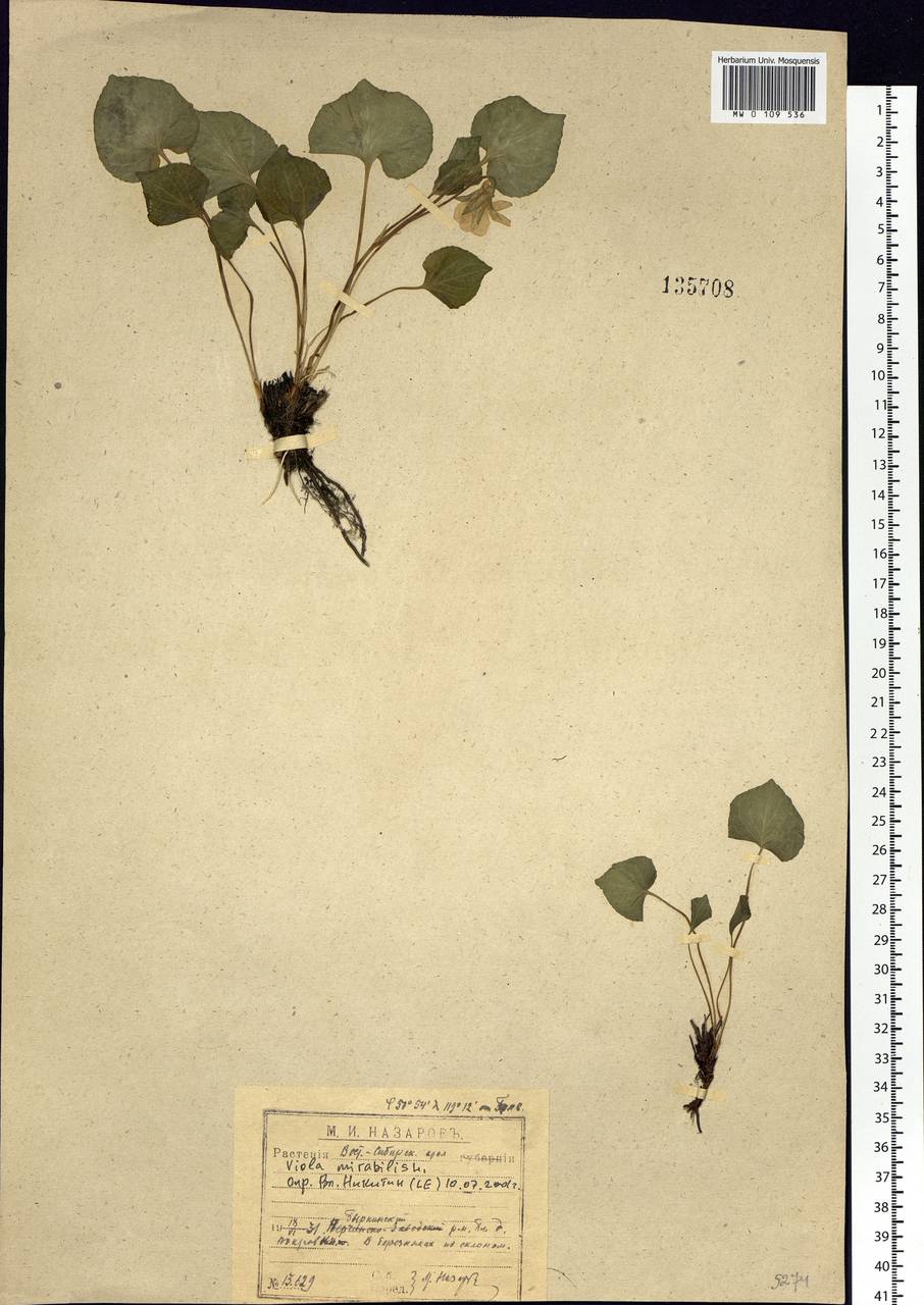 Viola mirabilis L., Siberia, Baikal & Transbaikal region (S4) (Russia)
