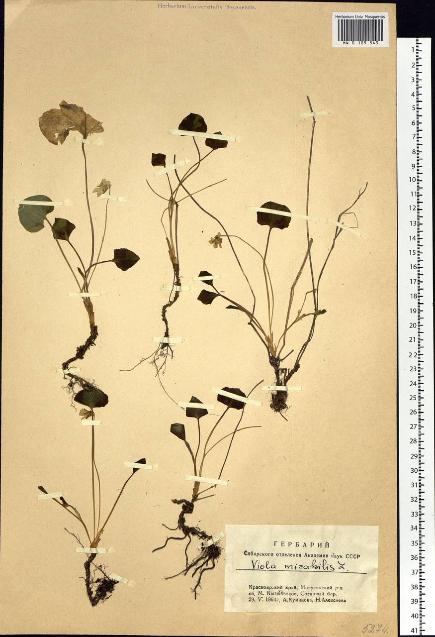 Viola mirabilis L., Siberia, Altai & Sayany Mountains (S2) (Russia)