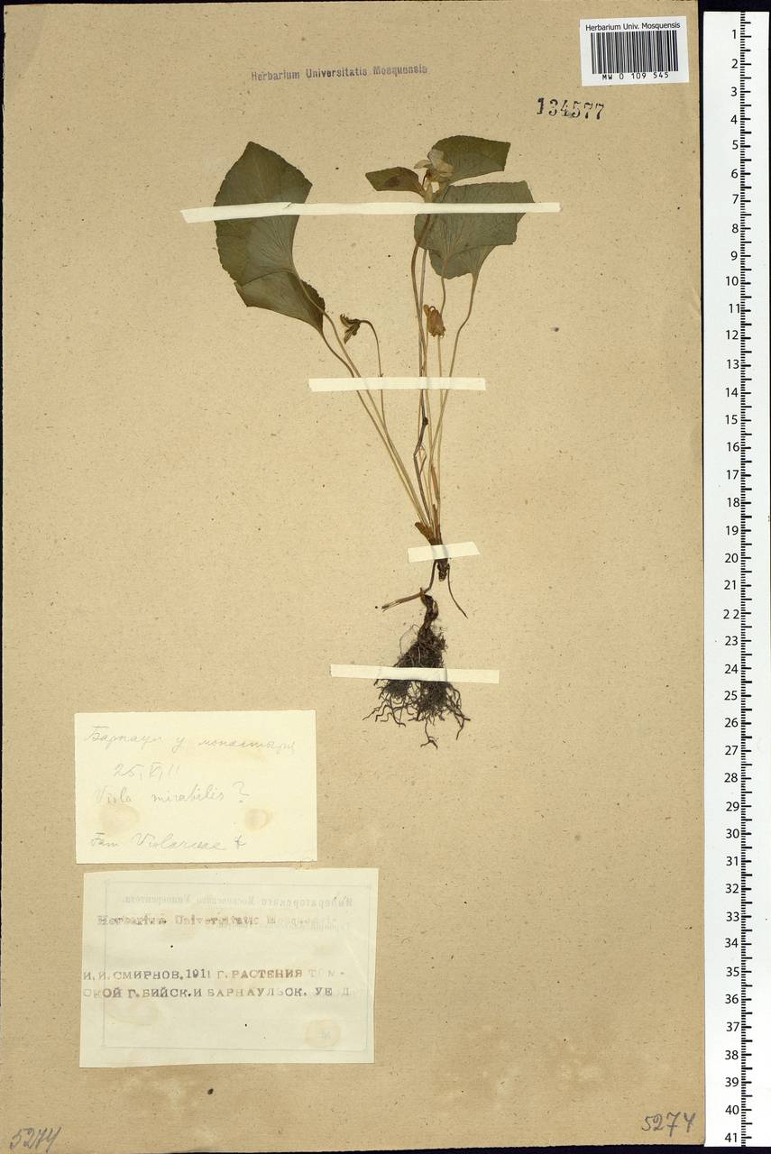 Viola mirabilis L., Siberia, Altai & Sayany Mountains (S2) (Russia)