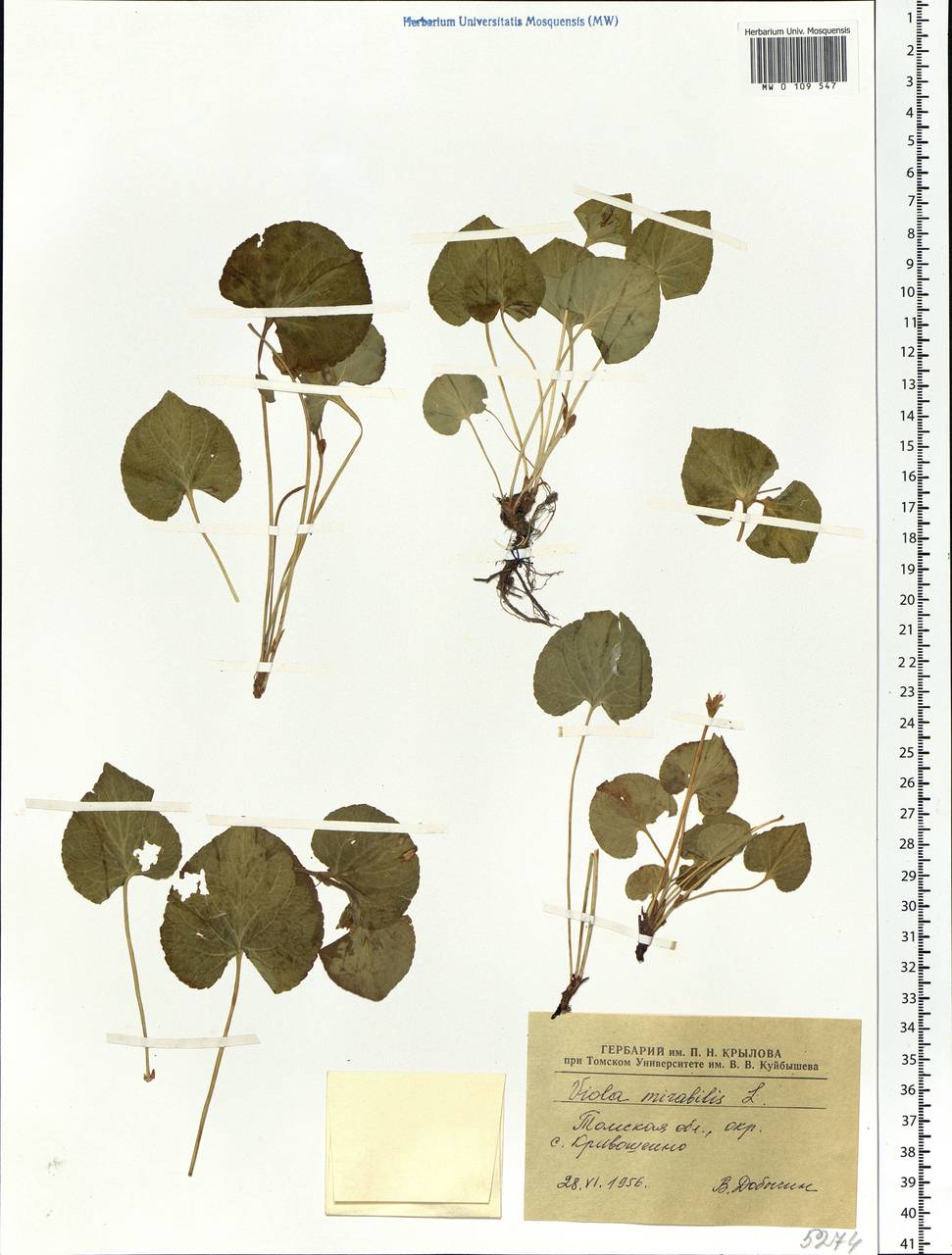 Viola mirabilis L., Siberia, Western Siberia (S1) (Russia)