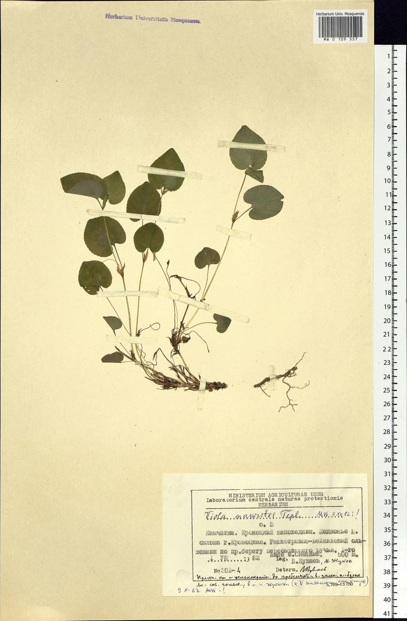 Viola mauritii Tepl., Siberia, Chukotka & Kamchatka (S7) (Russia)