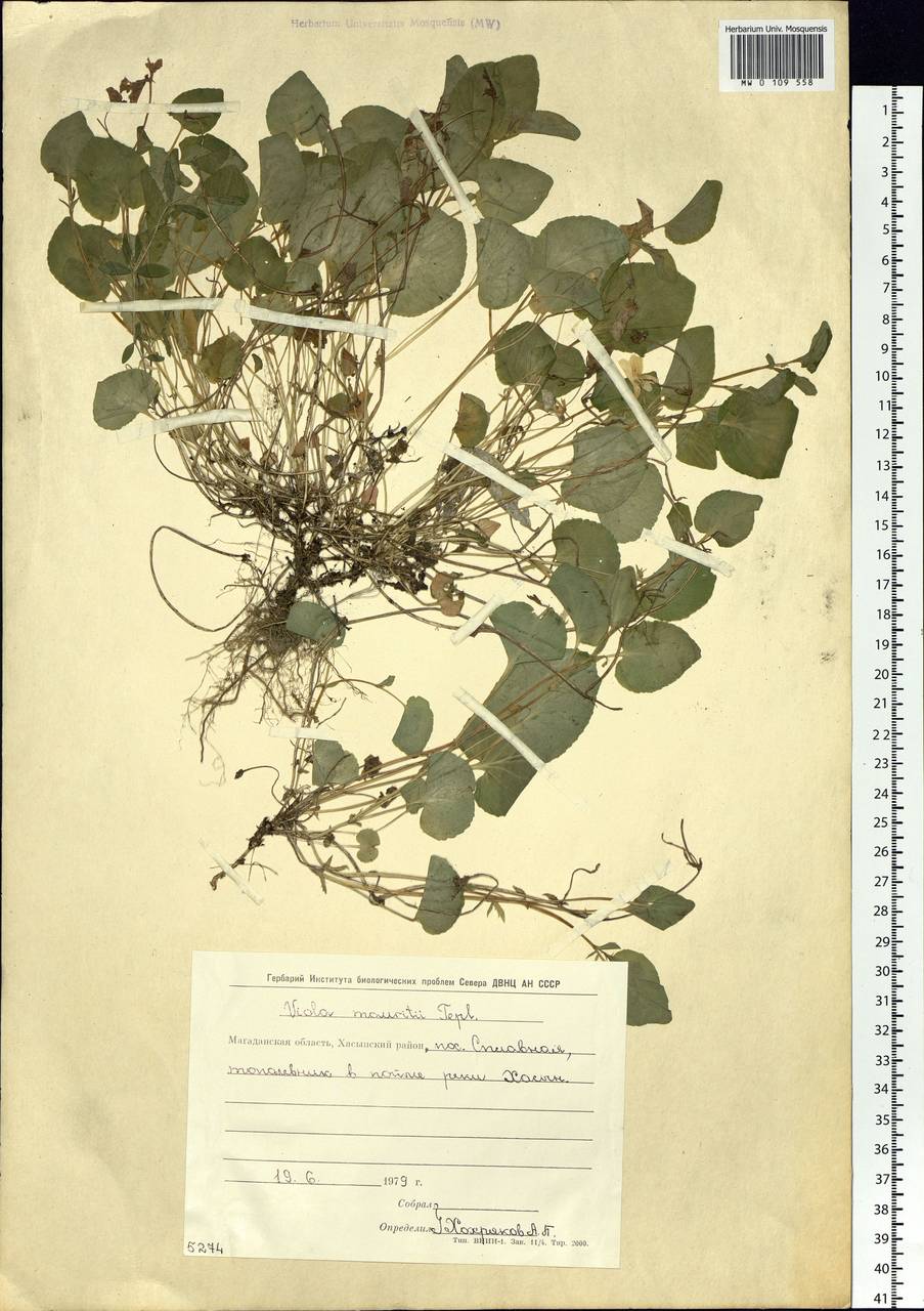 Viola mauritii Tepl., Siberia, Chukotka & Kamchatka (S7) (Russia)