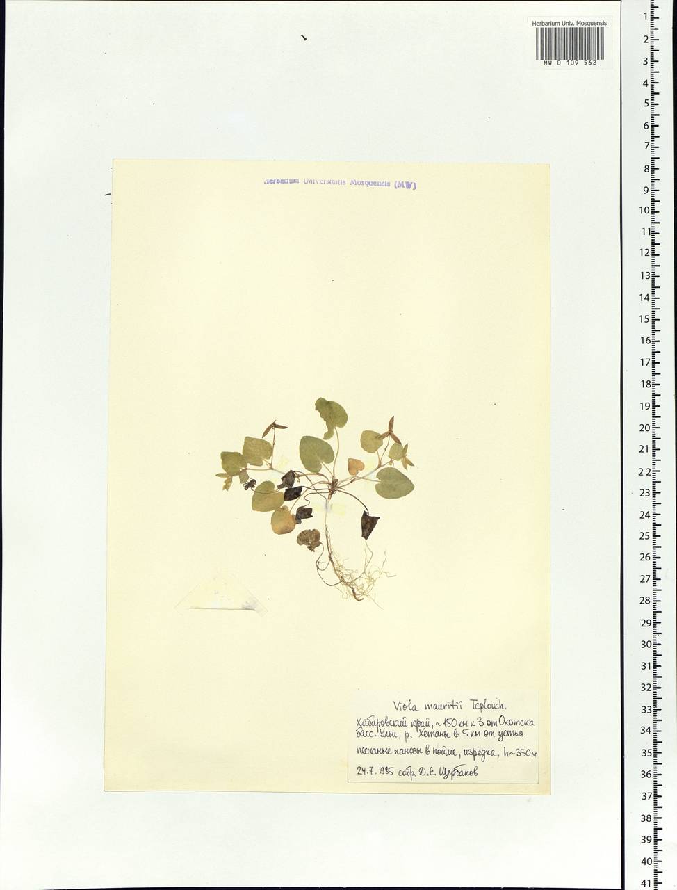 Viola mauritii Tepl., Siberia, Russian Far East (S6) (Russia)