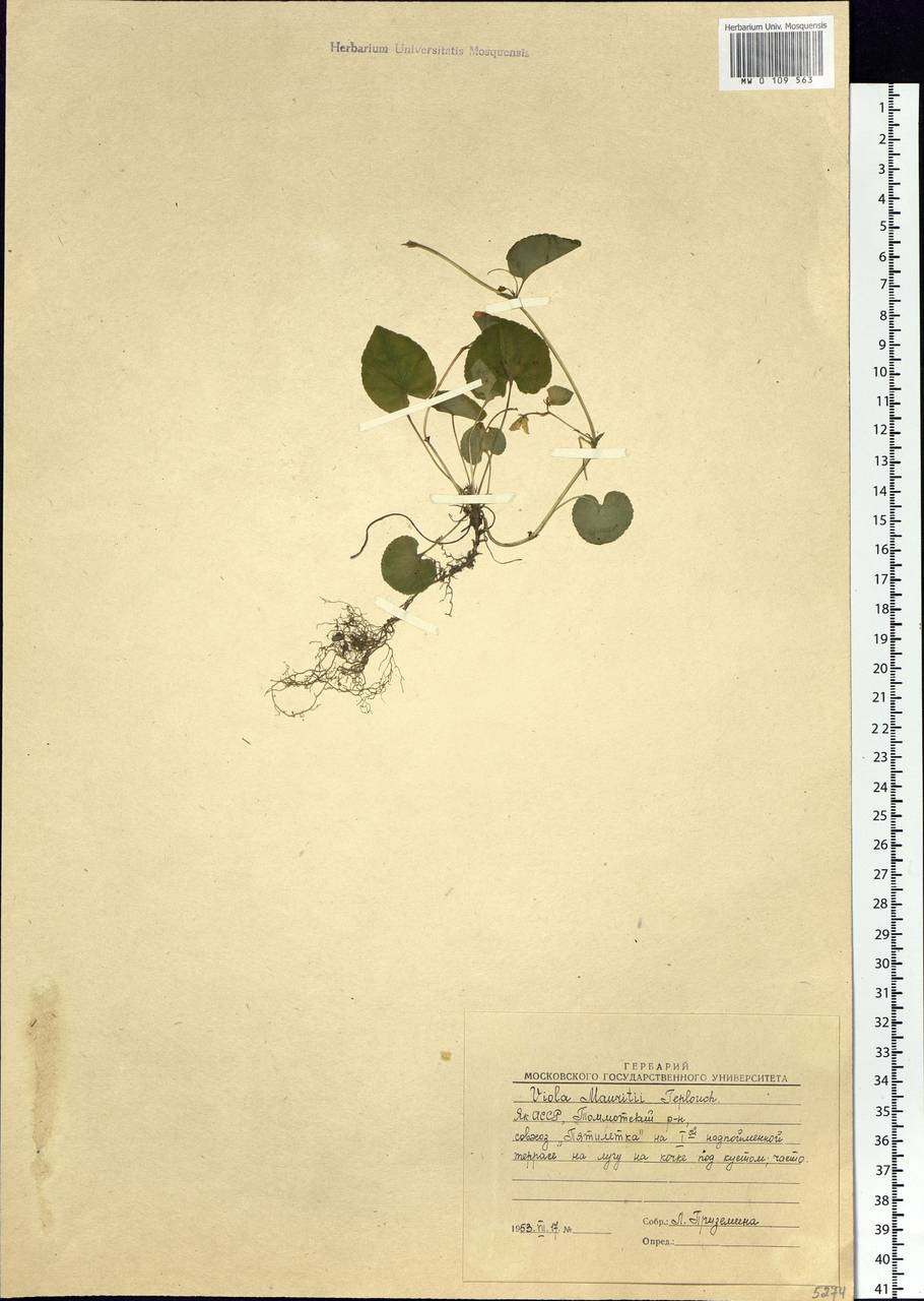 Viola mauritii Tepl., Siberia, Yakutia (S5) (Russia)