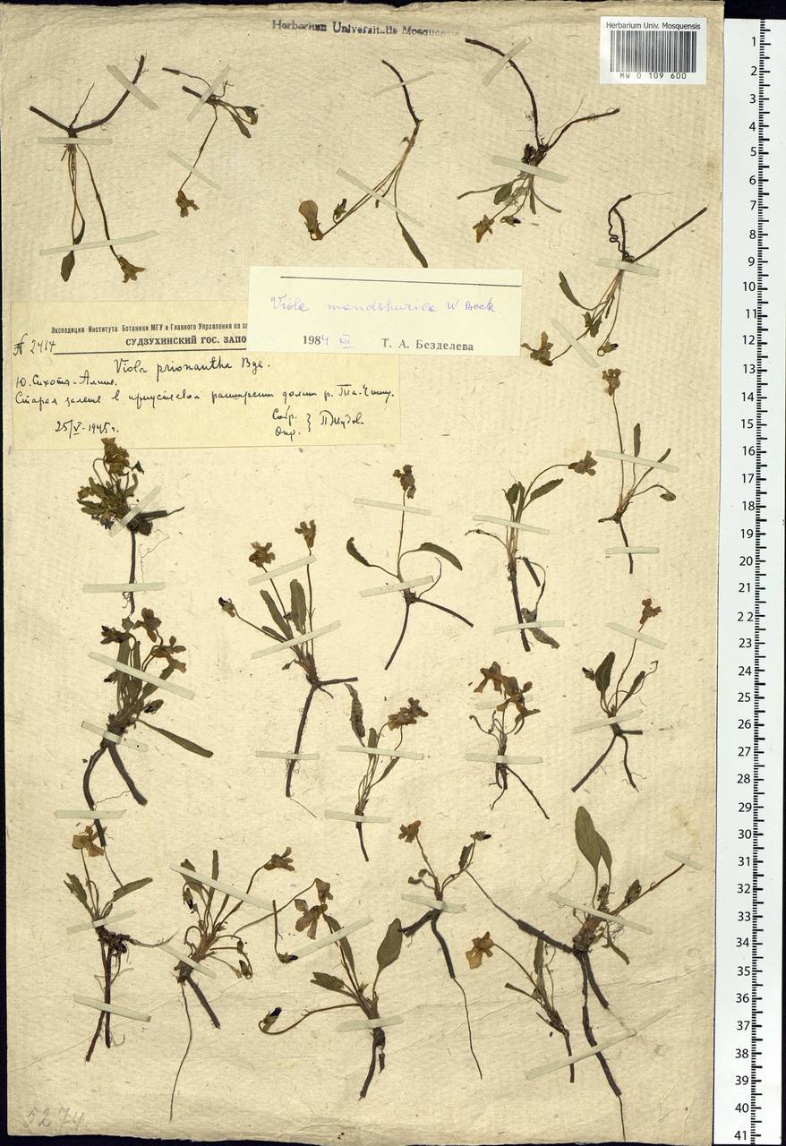 Viola mandshurica W. Becker, Siberia, Russian Far East (S6) (Russia)