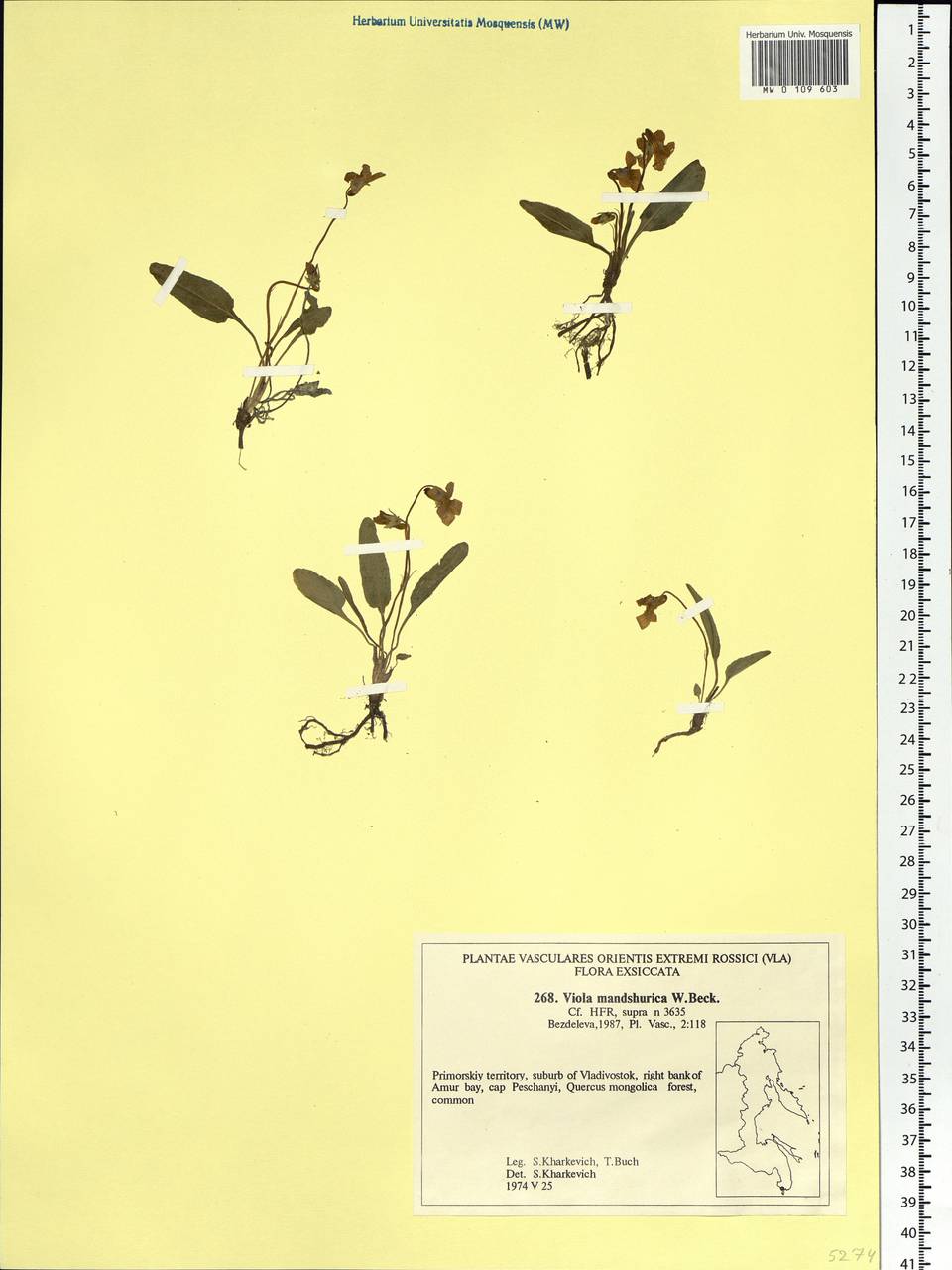 Viola mandshurica W. Becker, Siberia, Russian Far East (S6) (Russia)