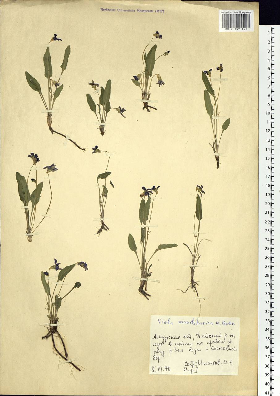 Viola mandshurica W. Becker, Siberia, Russian Far East (S6) (Russia)
