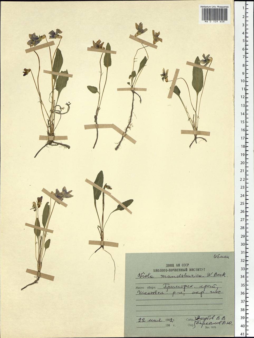 Viola mandshurica W.Becker, Siberia, Russian Far East (S6) (Russia)