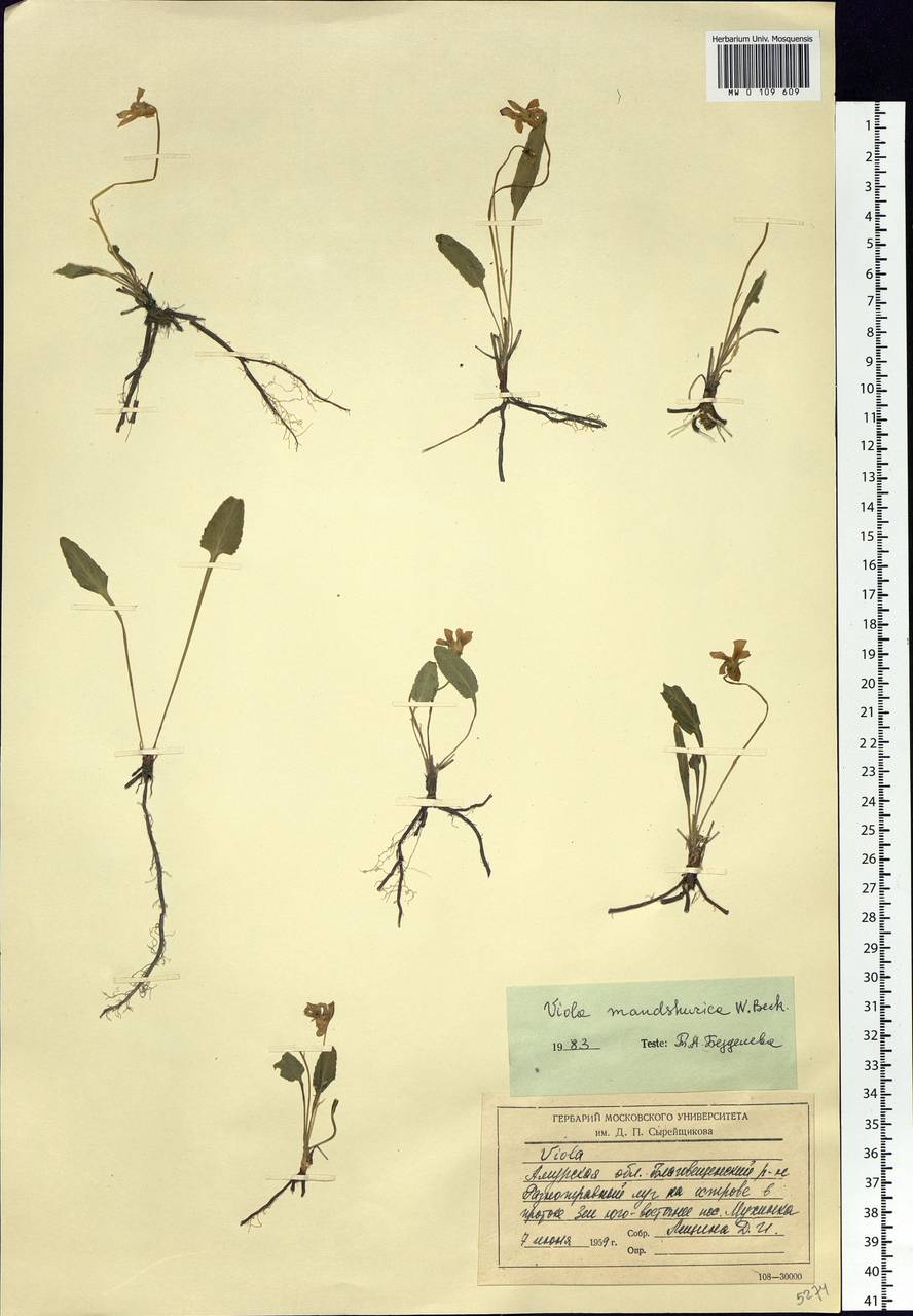 Viola mandshurica W. Becker, Siberia, Russian Far East (S6) (Russia)