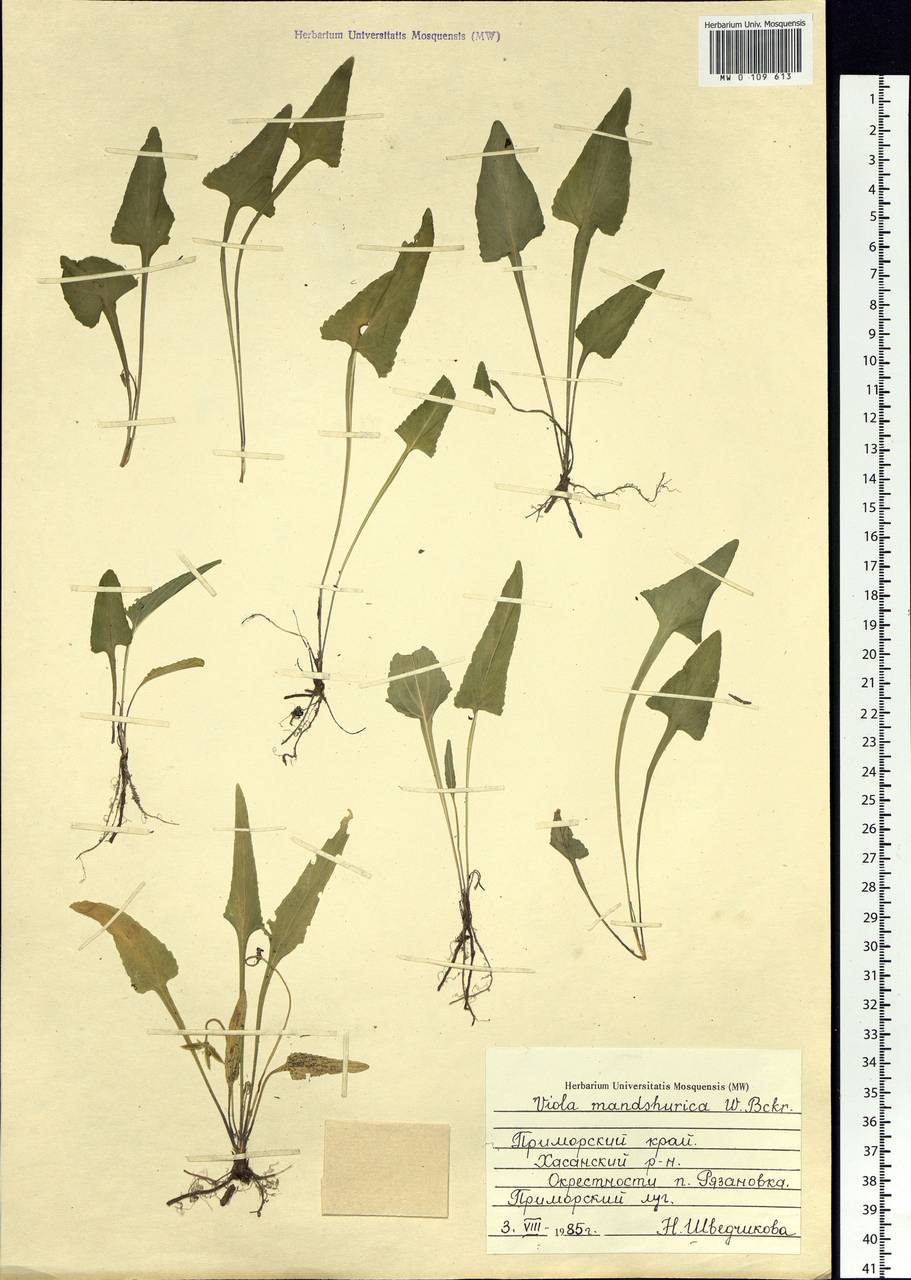 Viola mandshurica W. Becker, Siberia, Russian Far East (S6) (Russia)