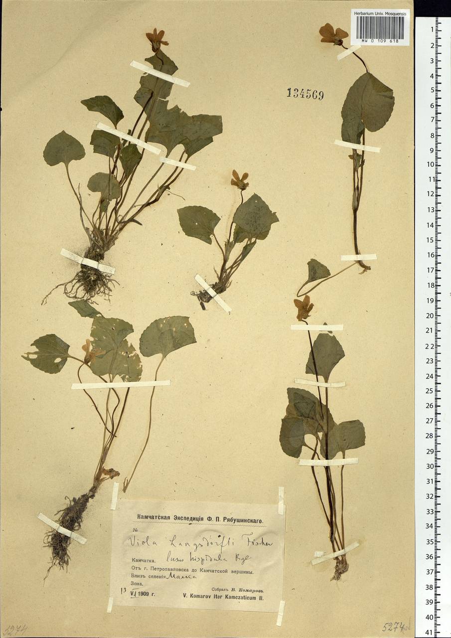 Viola langsdorfii (Regel) Fisch. ex Ging., Siberia, Chukotka & Kamchatka (S7) (Russia)