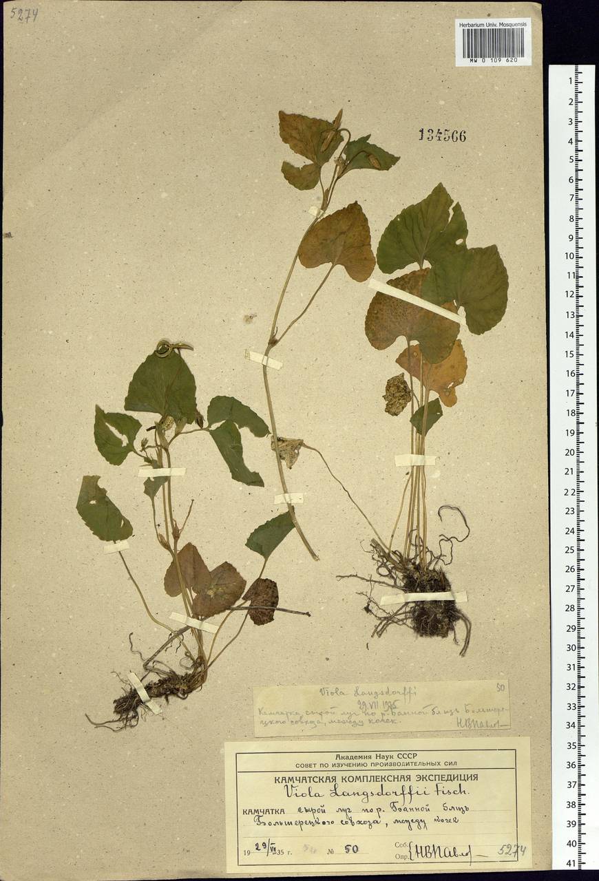 Viola langsdorfii, Siberia, Chukotka & Kamchatka (S7) (Russia)