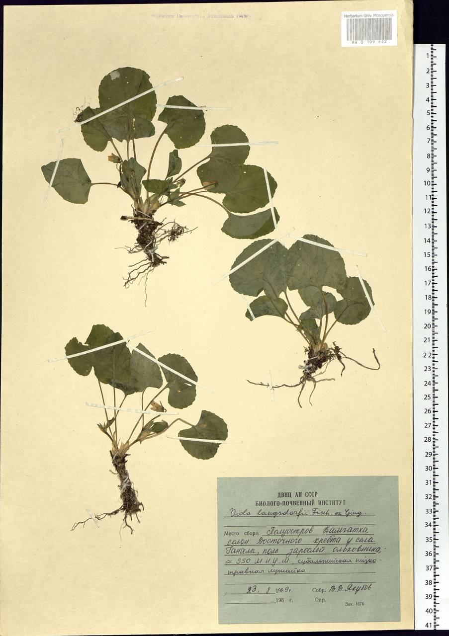 Viola langsdorfii (Regel) Fisch. ex Ging., Siberia, Chukotka & Kamchatka (S7) (Russia)