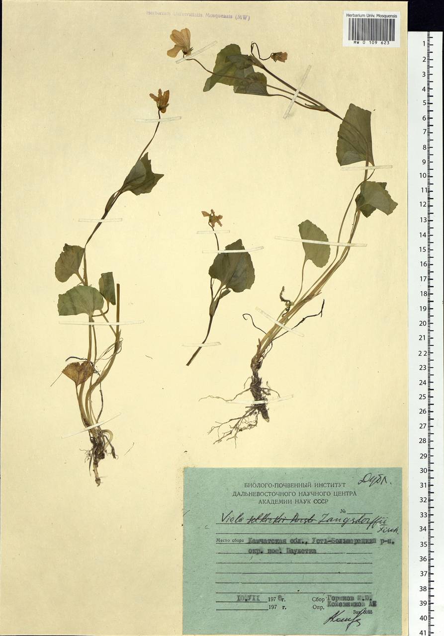 Viola langsdorfii, Siberia, Chukotka & Kamchatka (S7) (Russia)