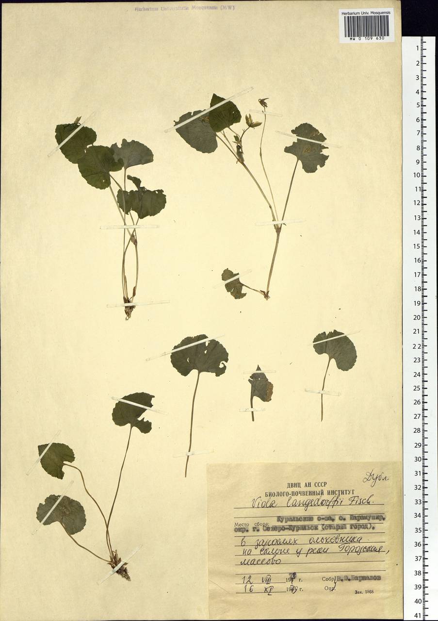 Viola langsdorfii (Regel) Fisch. ex Ging., Siberia, Russian Far East (S6) (Russia)