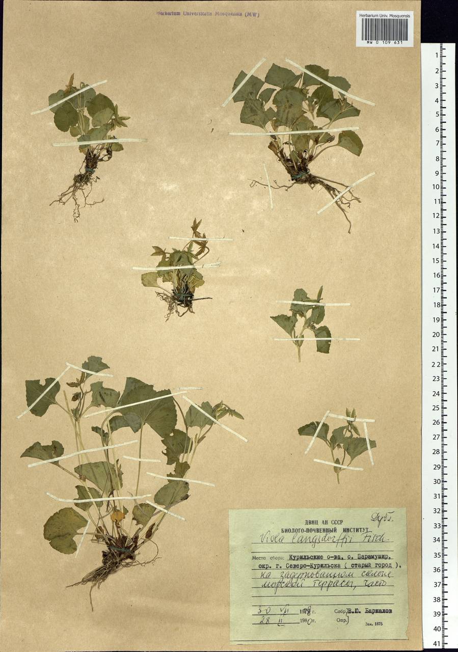 Viola langsdorfii (Regel) Fisch. ex Ging., Siberia, Russian Far East (S6) (Russia)