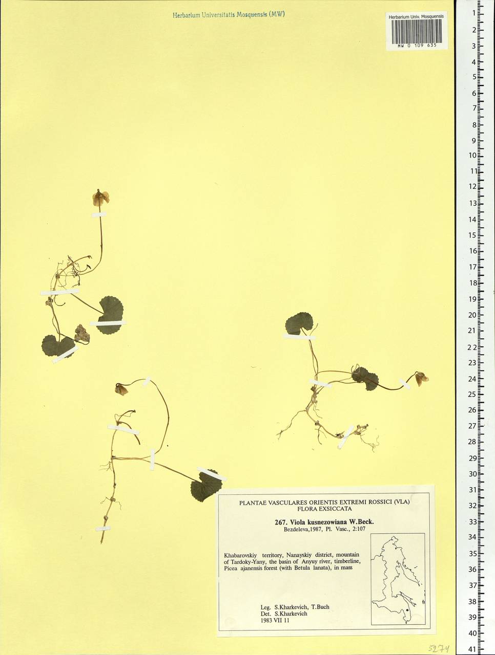 Viola kusnezowiana W. Becker, Siberia, Russian Far East (S6) (Russia)